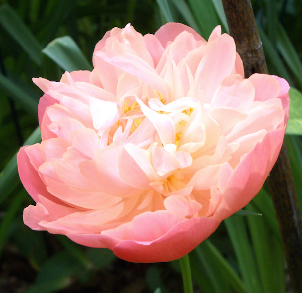 芍薬の花