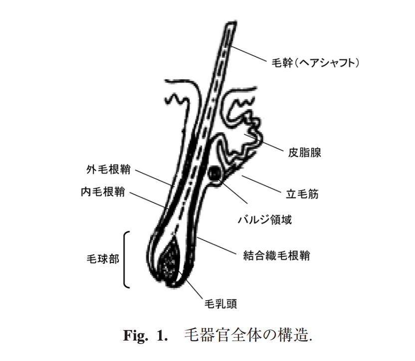 毛包の図