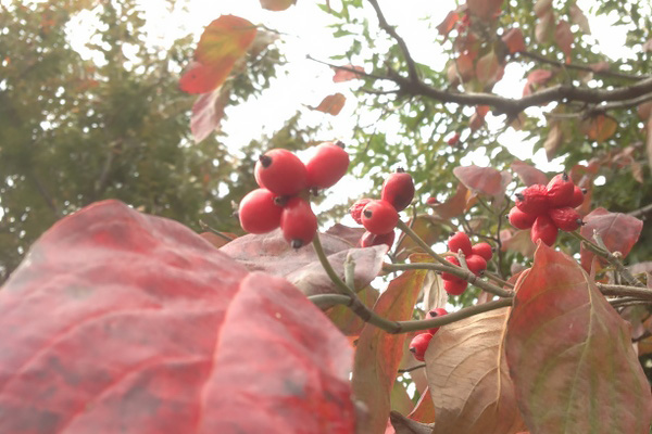 赤い実を付けるハナミズキと街路樹